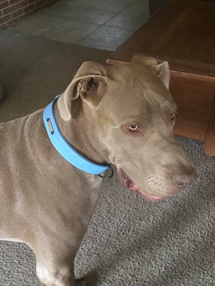 SET of Premium Leather Custom-Engraved Dog Collar and Leash