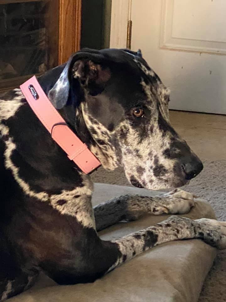 Premium Leather Custom-Engraved Dog Collar