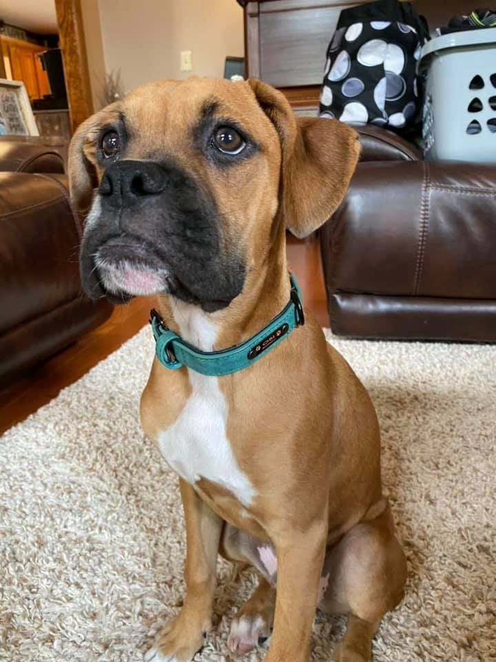 SET of Premium Leather Custom-Engraved Dog Collar and Leash