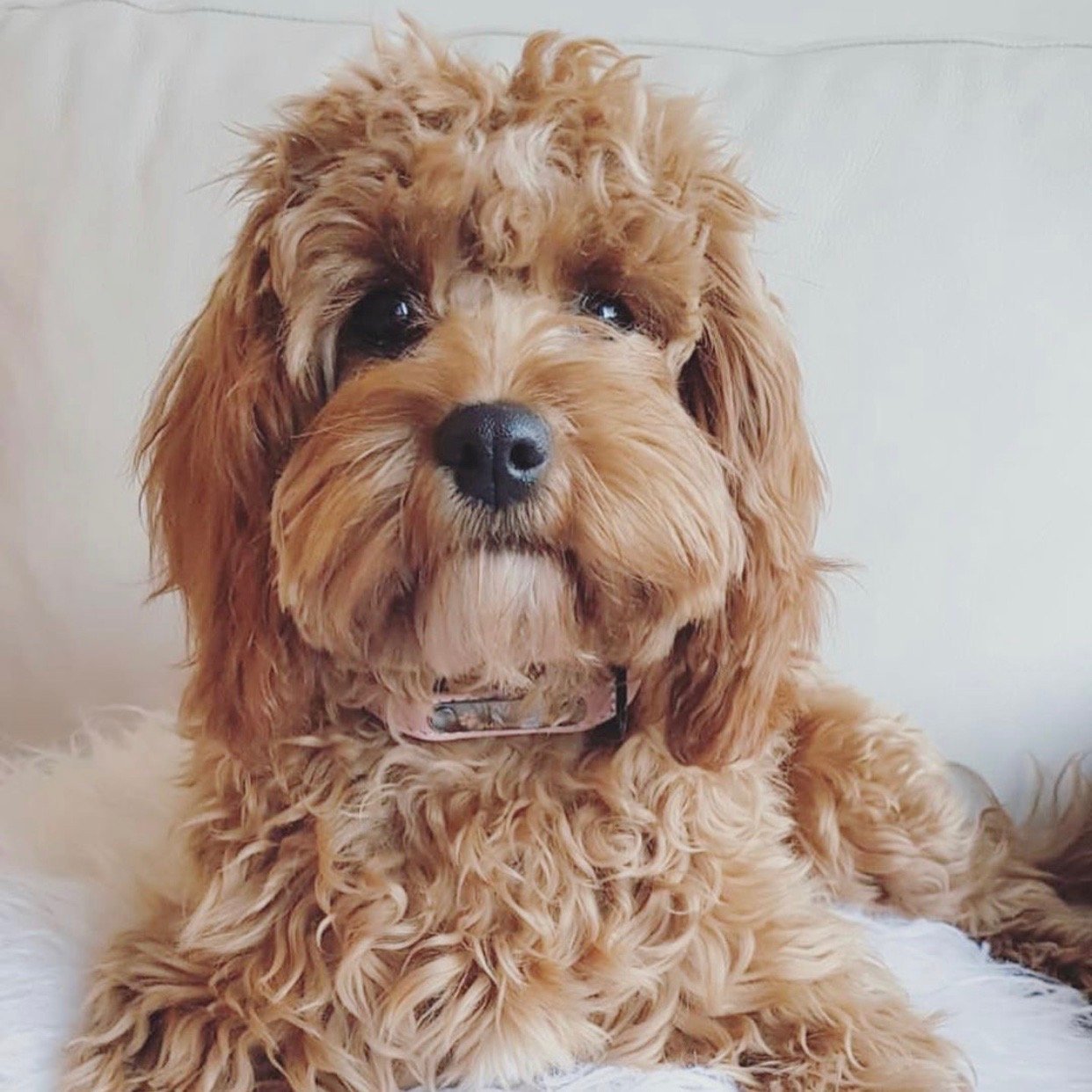 [Customize_Collars] - Puppie Collars