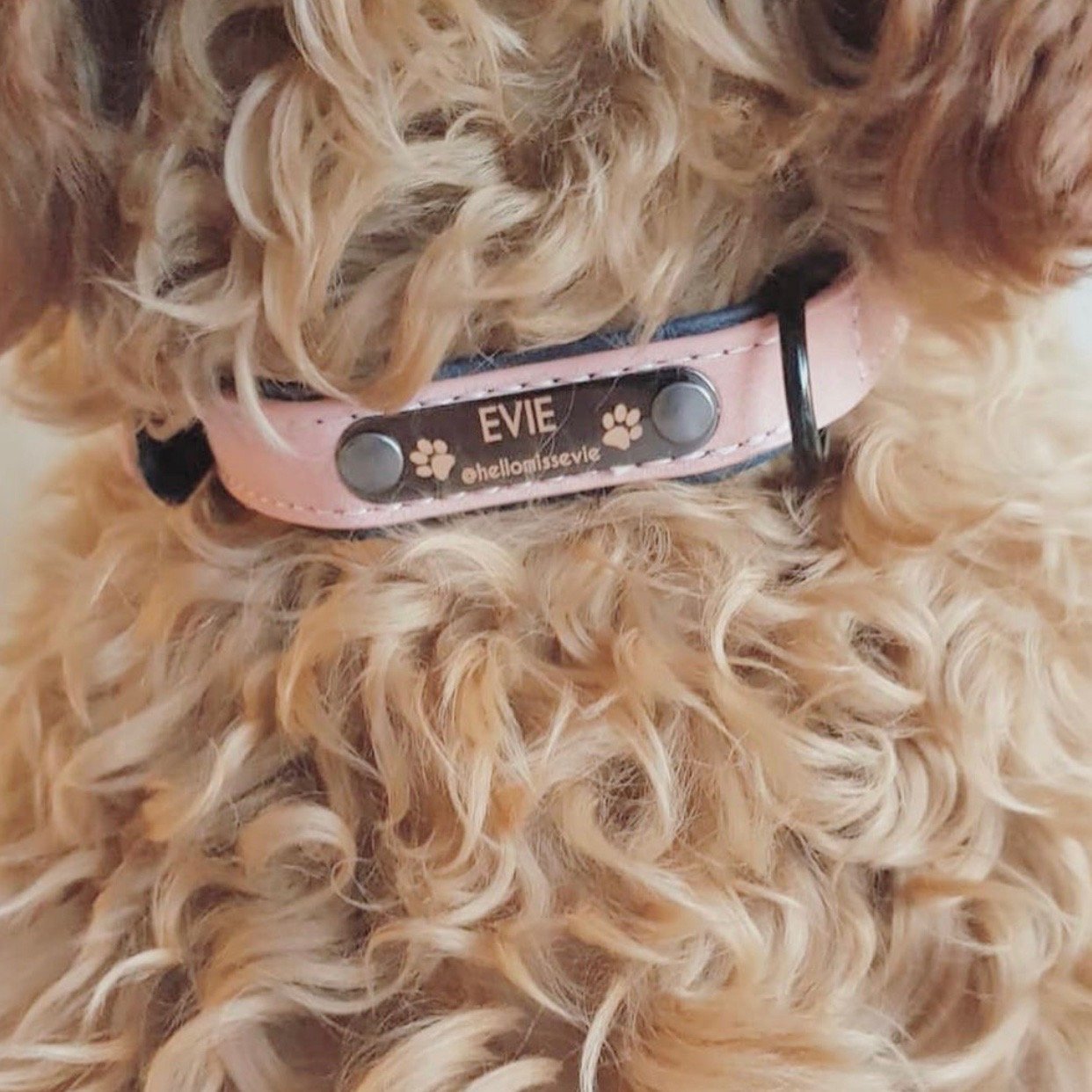 [Customize_Collars] - Puppie Collars