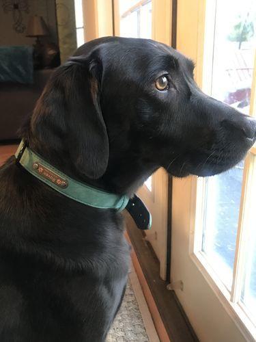 [Customize_Collars] - Puppie Collars